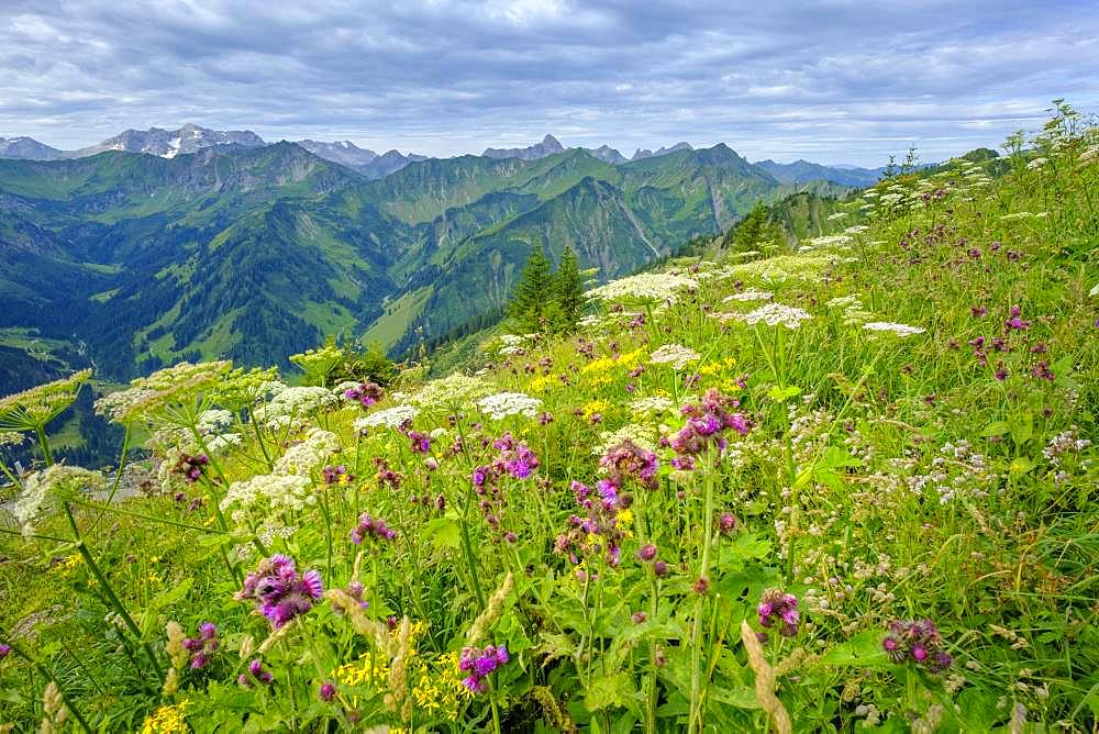 Alpine flowers nature trail at the summit, Walmendinger Horn, Kleinwalsertal, Allgaeuer Alps, Allgaeu, Vorarlberg, Austria, Europe