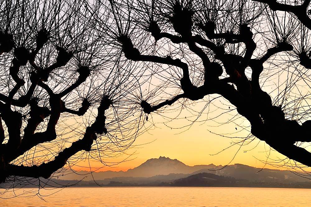 Silhouette of chestnut trees in front of a mountain range with Pilatus, Lake Zug at sunset, Canton Zug, Switzerland, Europe