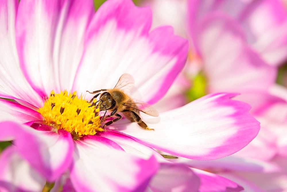 Mexican aster (Cosmea bipinnata) with bee at flower, Germany, Europe