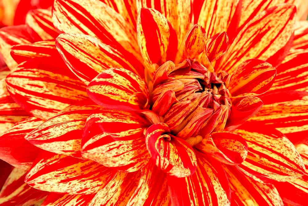 Dahlia (Dahlia), flower, close-up, Germany, Europe