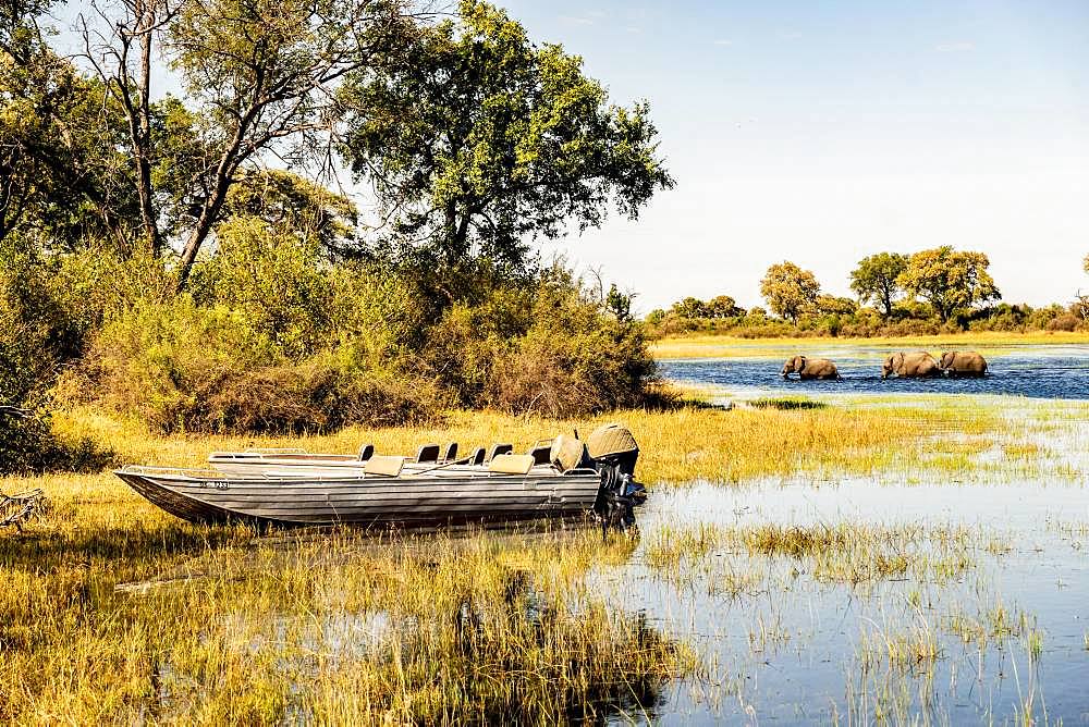 Boat on riverbank, elephants (Loxodonta africana) swimming in river, Okavango Delta, Botswana, Africa