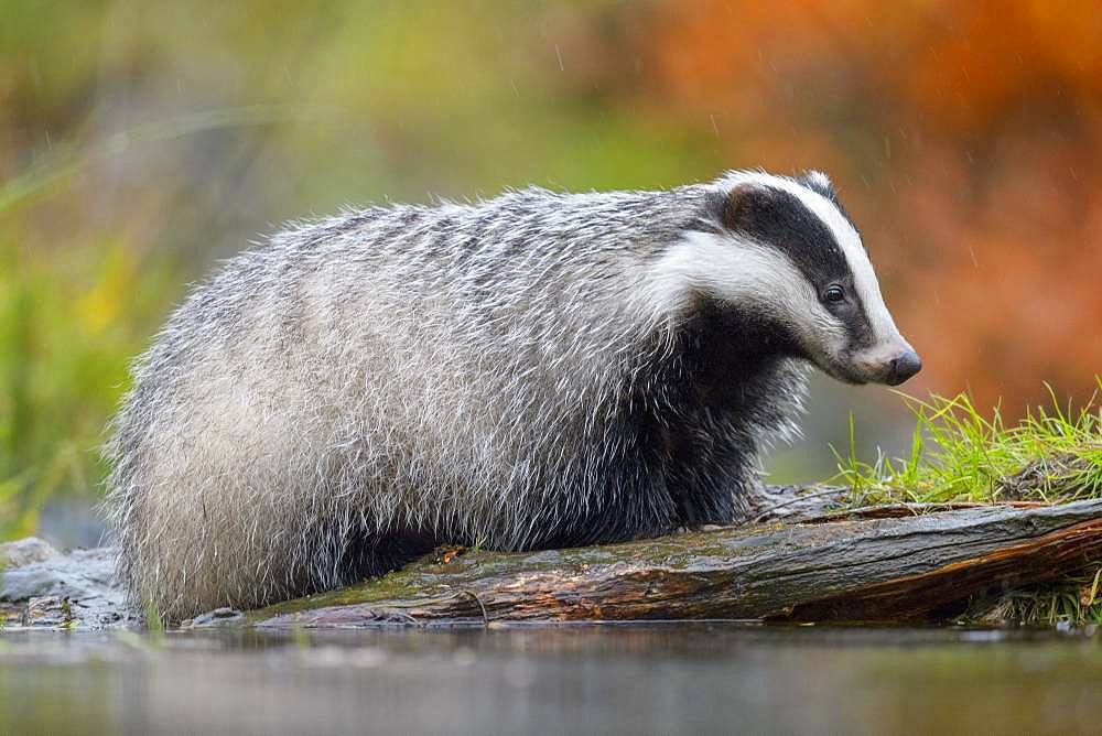 European badger (Meles meles), by the water in the rain foraging for food, Sumava National Park, Bohemian Forest, Czech Republic, Europe