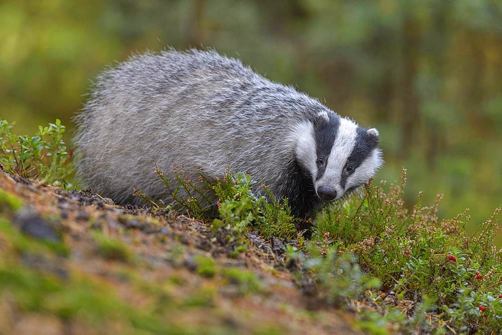 European badger (Meles meles), searching for food between heather, Sumava National Park, Bohemian Forest, Czech Republic, Europe