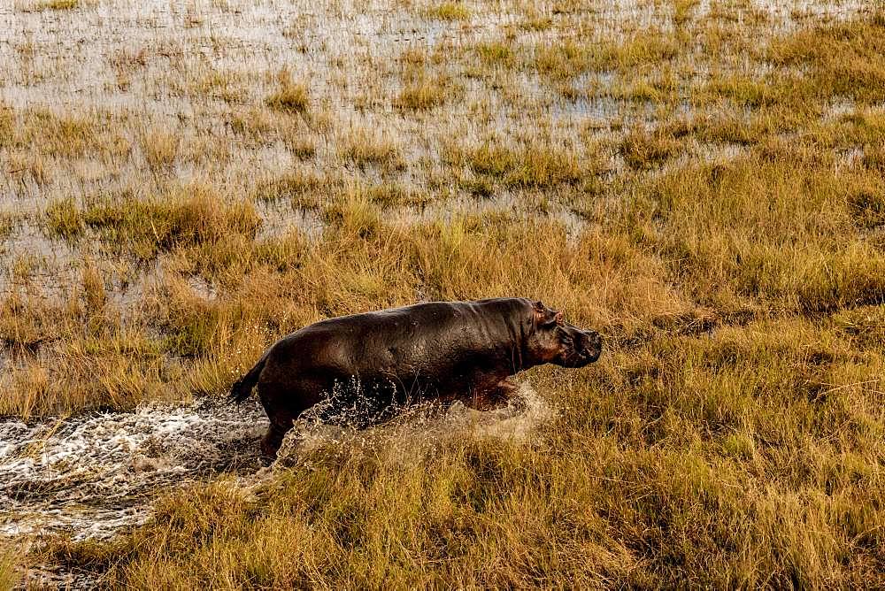 Hippo (Hippopotamus amphibius) in the swamp area, Okavango Delta, Botswana, Africa