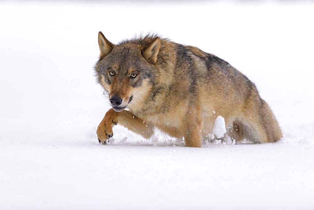 Gray wolf (Canis lupus), runs through deep snow, Sumava National Park, Bohemian Forest, Czech Republic, Europe