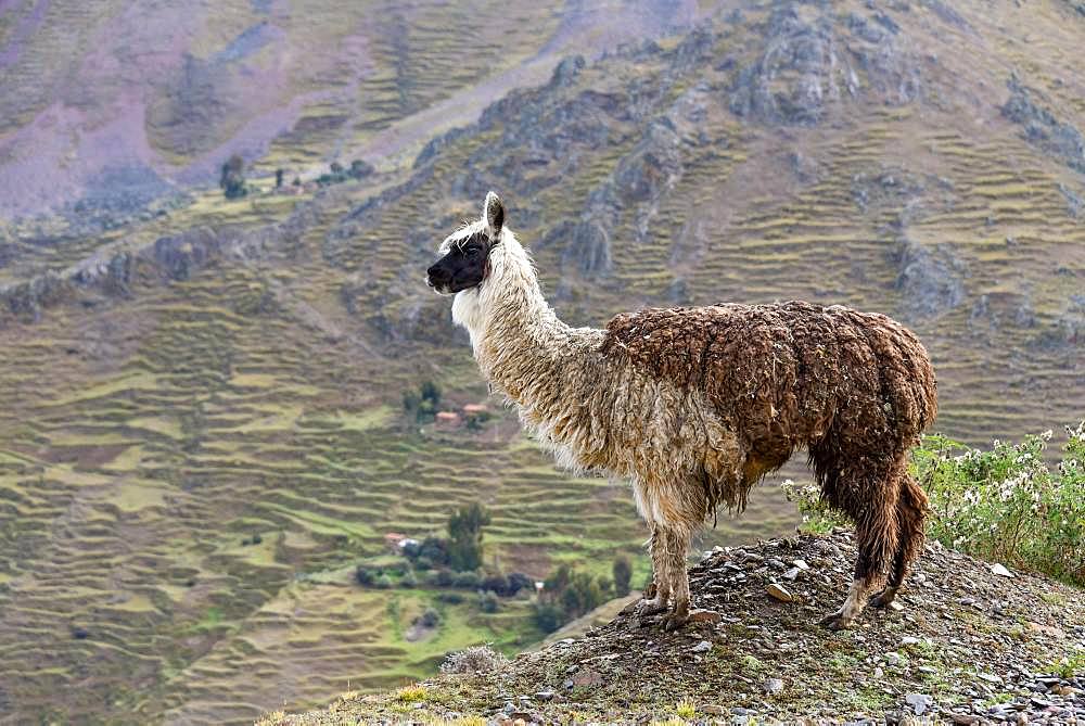 Llama (Llama glama) in front of mountain, near Cusco, Andes, Peru, South America