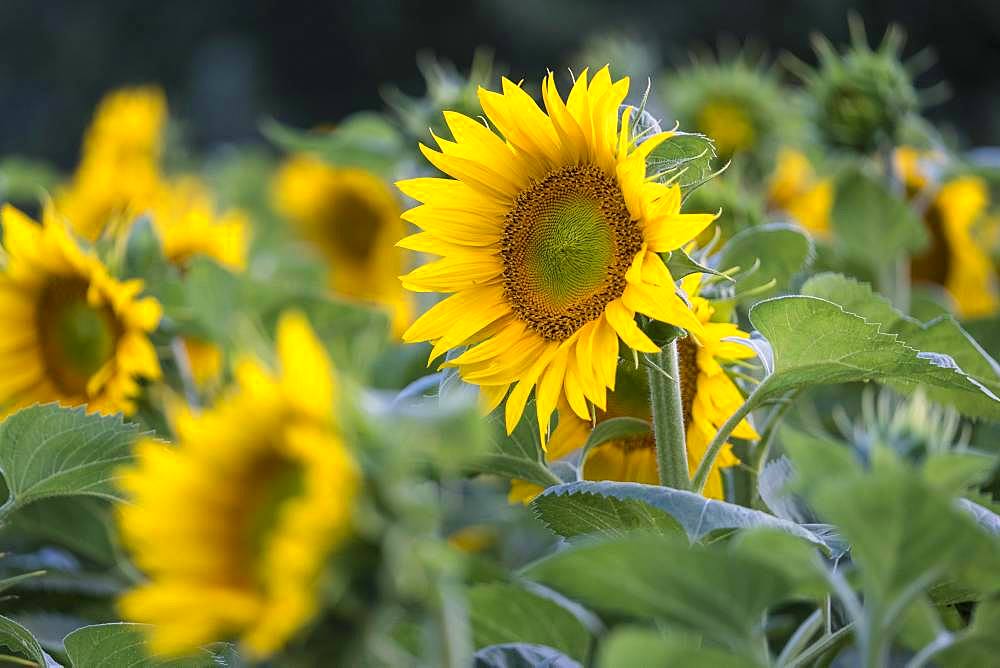 Sunflowers (Helianthus annuus) in a field, in full bloom, Lower Austria, Austria, Europe