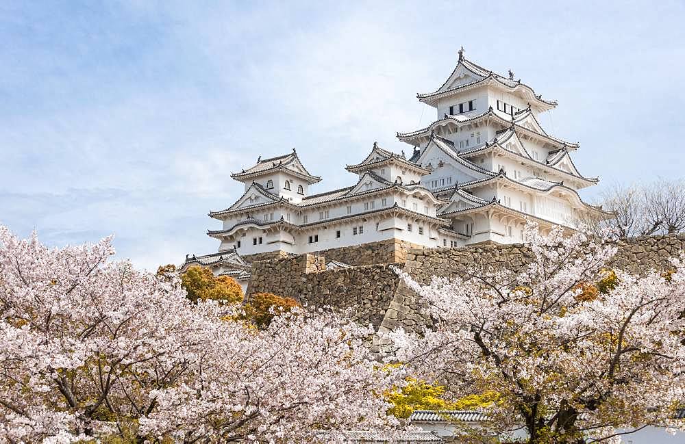 Blossoming cherry trees, Japanese cherry blossom, Himeji Castle, Himeji-jo, Shirasagijo or White Heron Castle, Himeji, Hyogo Prefecture, Japan, Asia