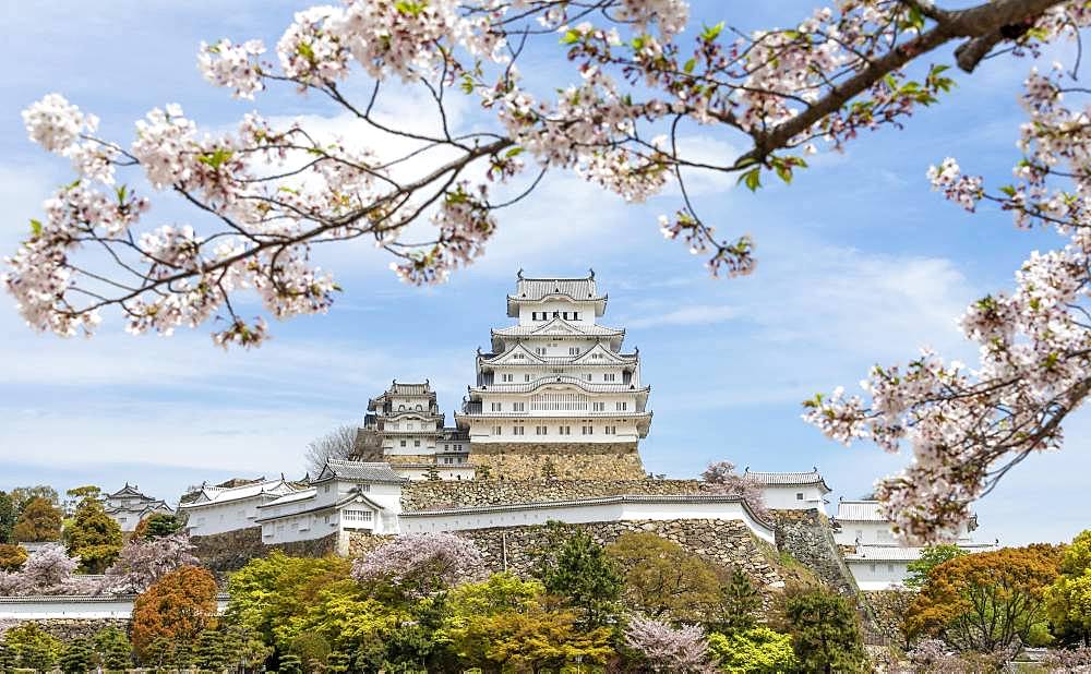 Blossoming cherry trees, Japanese cherry blossom, Himeji Castle, Himeji-jo, Shirasagijo or White Heron Castle, Prefecture Hyogo, Japan, Asia