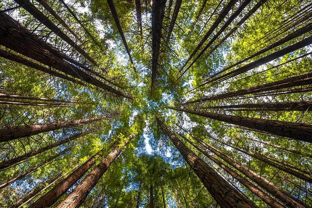 View from below into the treetops, Redwood Forest, Sequoia sempervirens (Sequoia sempervirens), Whakarewarewa Forest, Rotorua, North Island, New Zealand, Oceania