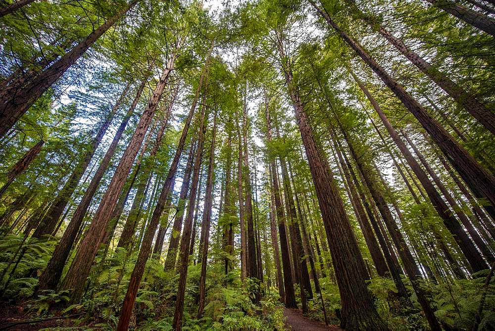 View from below into the treetops, Redwood Forest, Sequoia sempervirens (Sequoia sempervirens), Whakarewarewa Forest, Rotorua, North Island, New Zealand, Oceania