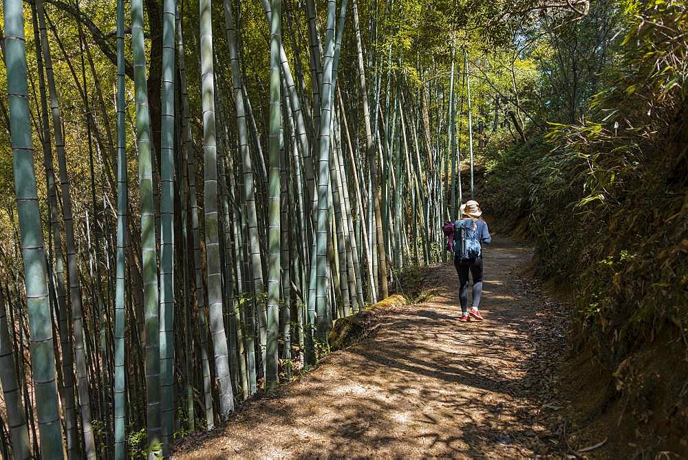 Female hiker on her way through high bamboo forest, Nakasendo Street, Kiso Valley, Japan, Asia