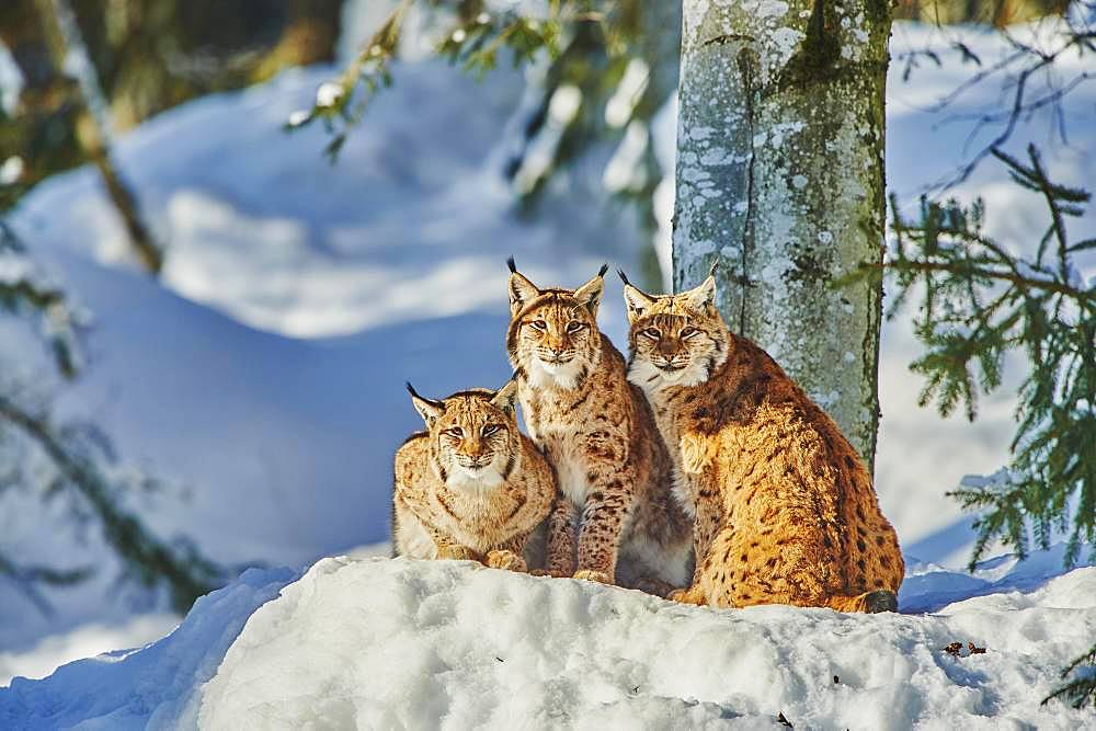 Eurasian lynx (Lynx lynx) in winter, captive, Bavarian Forest National Park, Bavaria, Germany, Europe