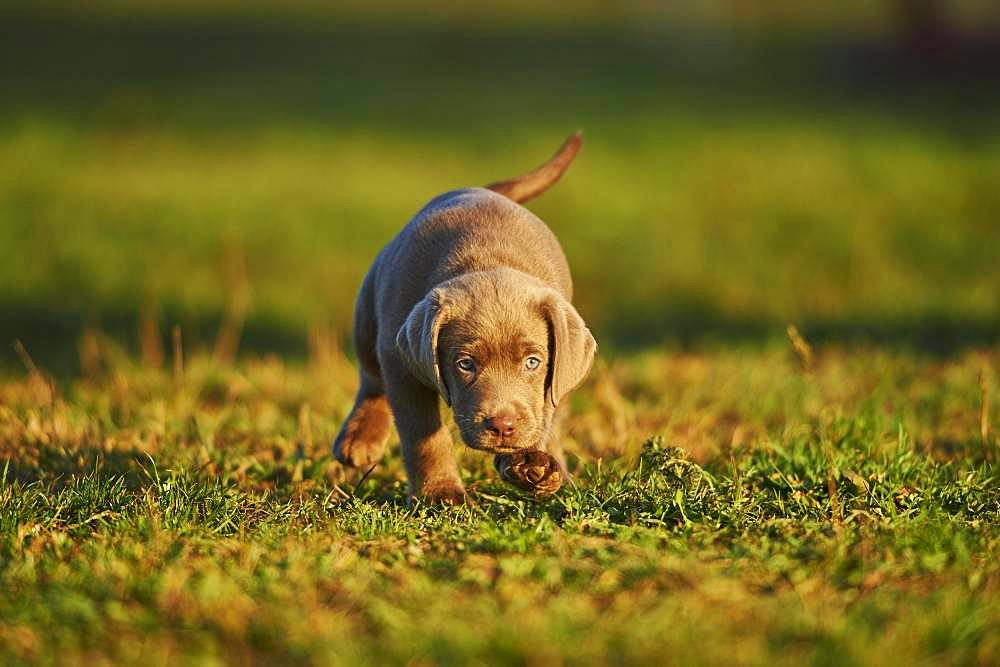 Labrador Retriever puppy walking on a meadow, Germany, Europe