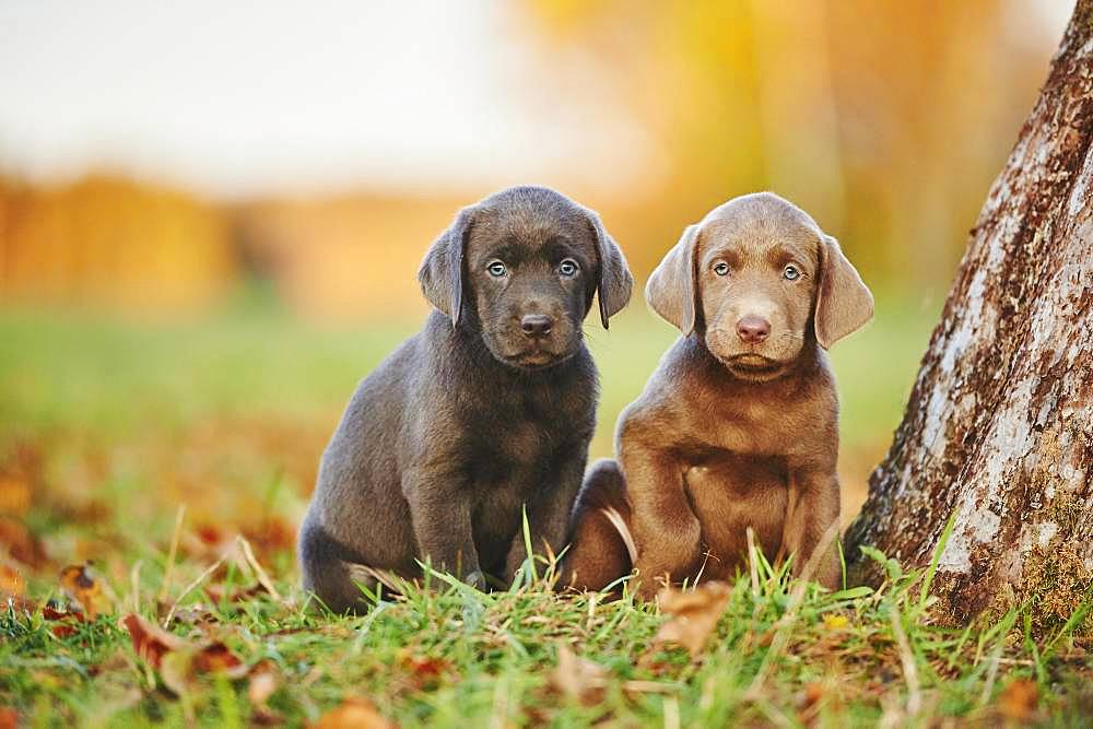 Labrador Retriever, two puppies on a meadow, Germany, Europe