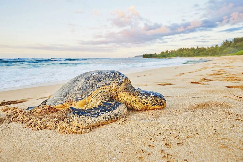 Green sea turtle (Chelonia mydas) on turtle bay, Laniakea Beach, Hawaiian Island Oahu, Oahu, Hawaii, Aloha State, USA, North America