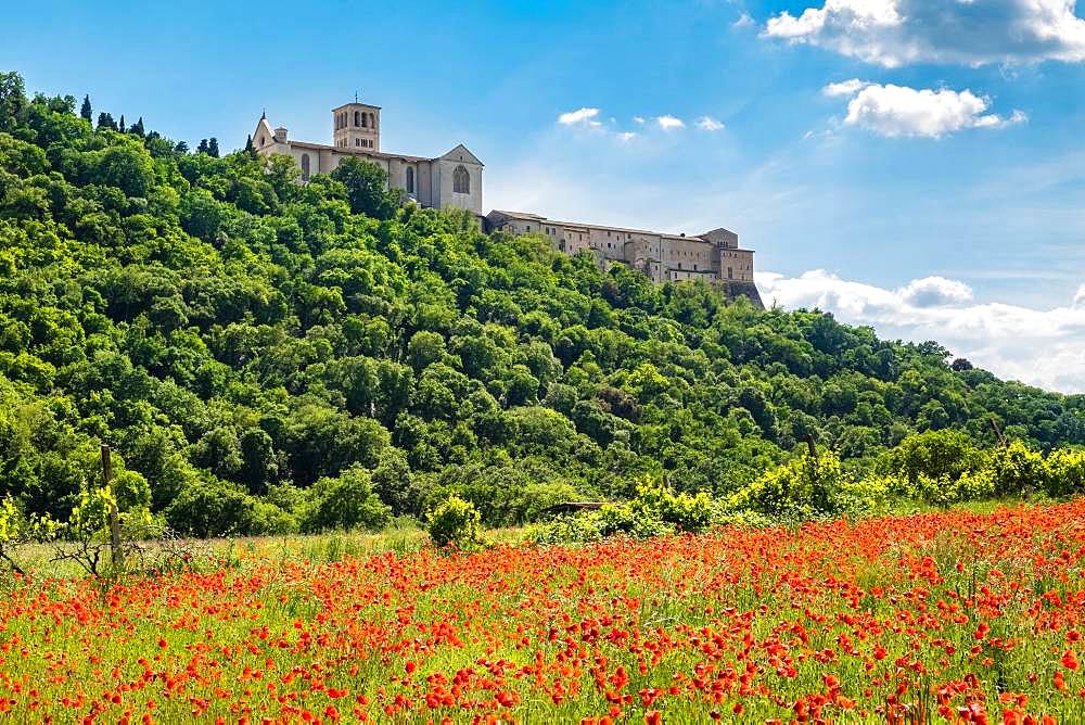 Poppy seed meadow, Convent and Basilica of San Francesco, Assisi, Province of Perugia, Umbria, Italy, Europe