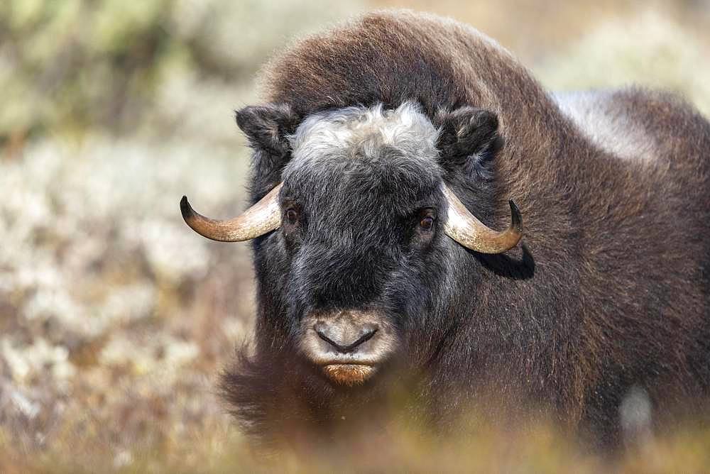 Musk ox (Ovibos moschatus), young animal, animal portrait, Dovrefjell-Sunndalsfjella National Park, Norway, Europe