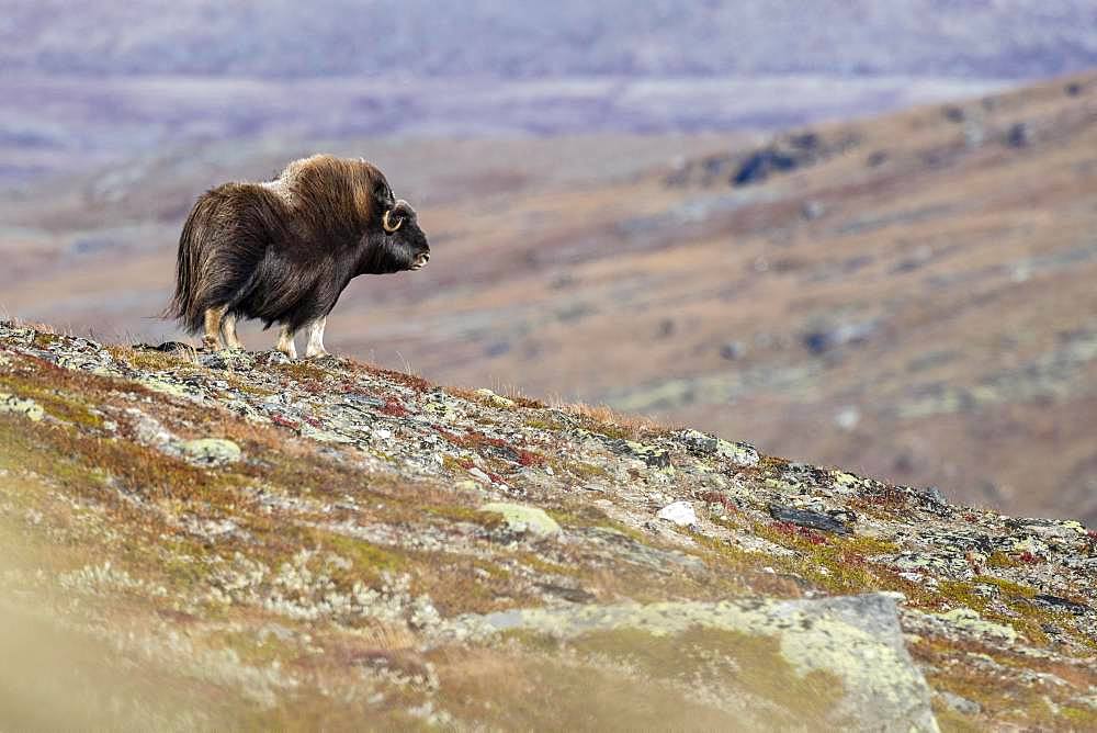 Muskox (Ovibos moschatus), female, Dovrefjell-Sunndalsfjella National Park, Norway, Europe