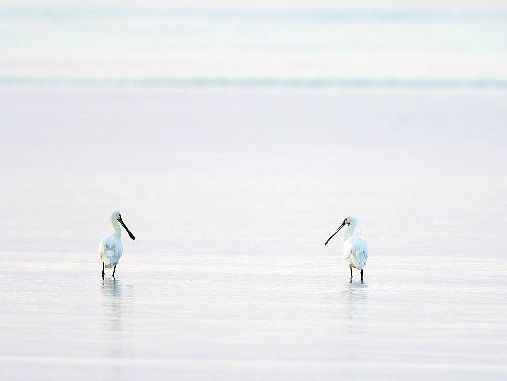 Two Common spoonbills (Platalea leucorodia), standing in shallow water, Texel, North Holland, Netherlands