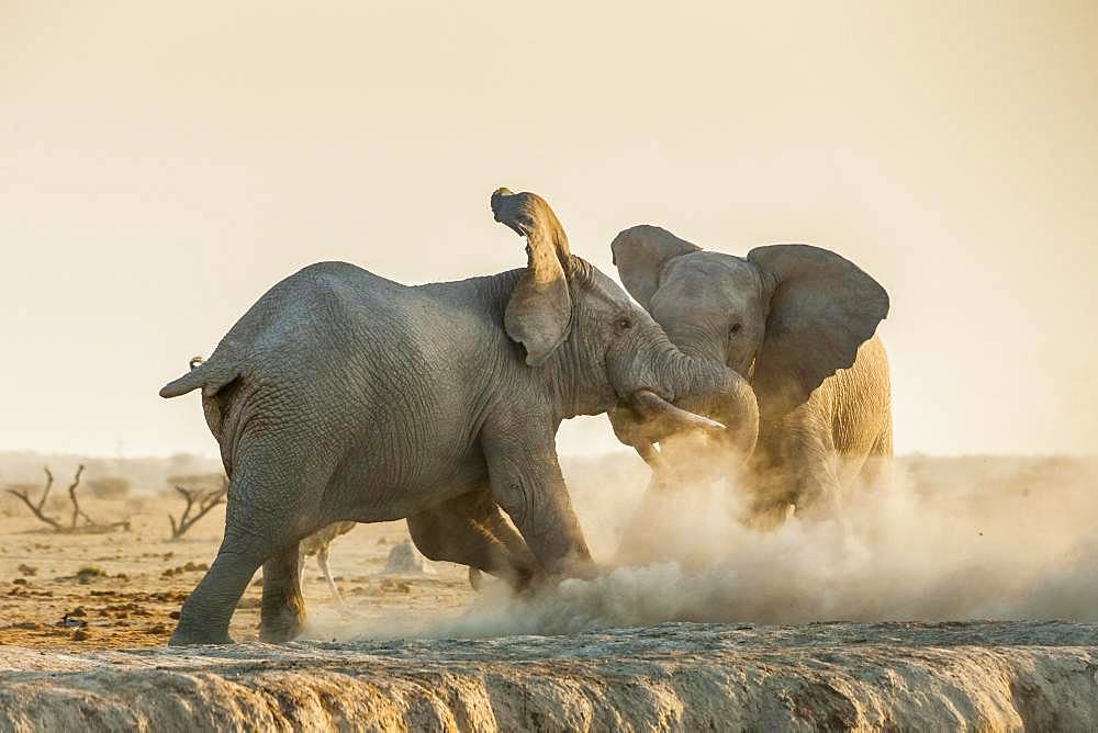 African elephants (Loxodonta africana) fight, Nxai Pan National Park, Ngamiland, Botswana, Africa