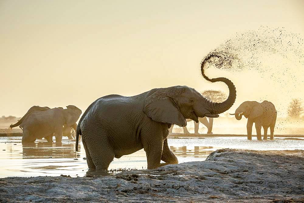 African elephants (Loxodonta africana), sprayed with mud at a waterhole, Nxai Pan National Park, Ngamiland, Botswana, Africa