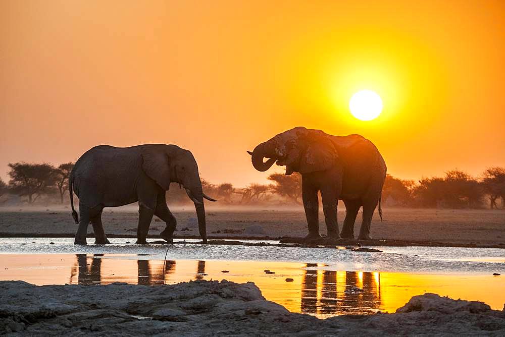 Two African elephants (Loxodonta africana) at sunset in backlight at a waterhole, Nxai Pan National Park, Ngamiland, Botswana, Africa