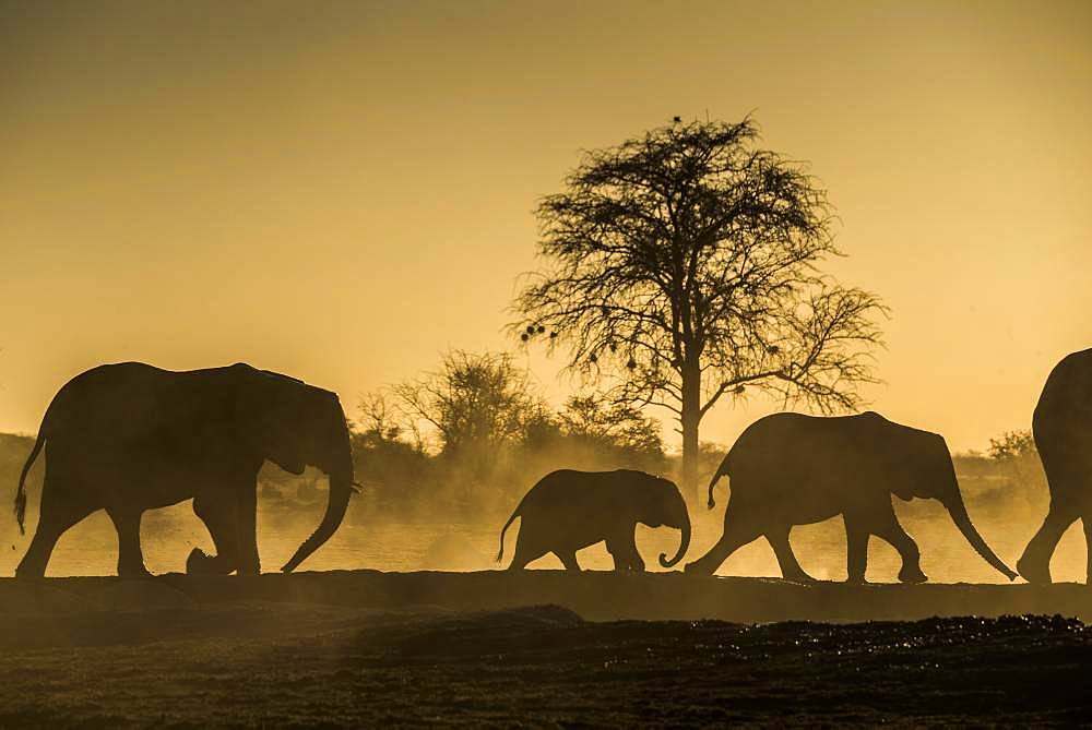 African elephants (Loxodonta africana), with young animals backlit in dusty savannah, sunset, Nxai Pan National Park, Ngamiland, Botswana, Africa