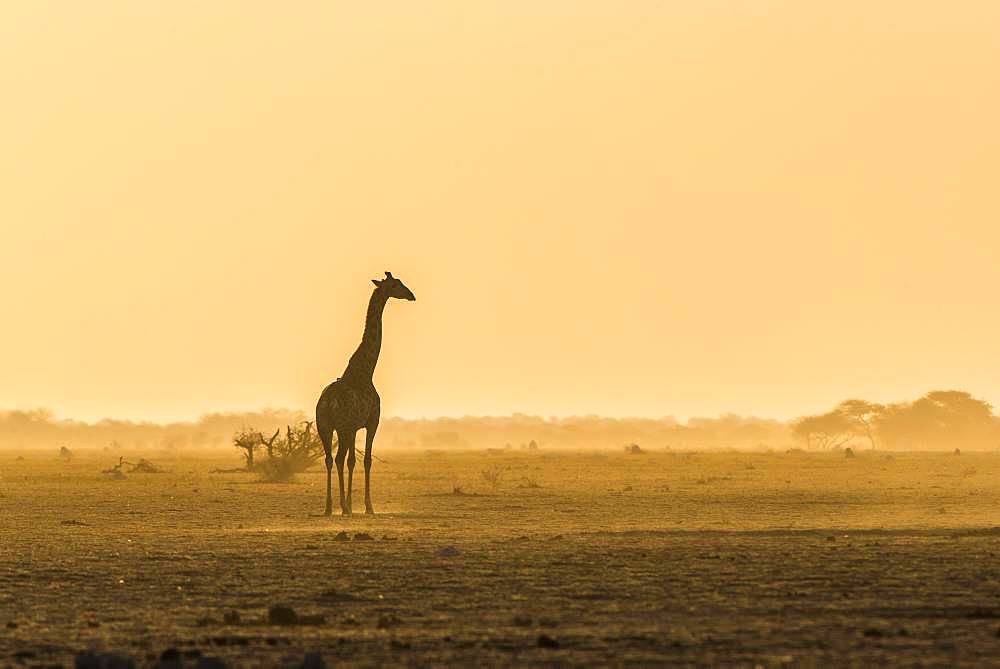 A Angolan Giraffe (Giraffa camelopardalis angolensis) stands in the evening light in the dusty savannah, Nxai Pan National Park, Ngamiland, Botswana, Africa