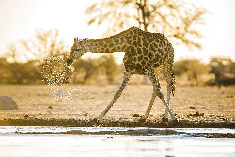 Angolan Giraffe (Giraffa camelopardalis angolensis) drinking at a waterhole, Nxai Pan National Park, Ngamiland, Botswana, Africa