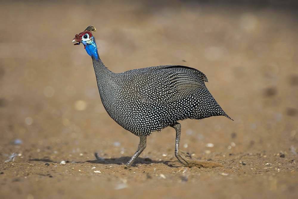 Helmeted guineafowl (Numida meleagris), running, Nxai Pan National Park, Ngamiland, Botswana, Africa