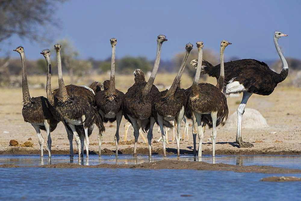 Common ostriches (Struthio camelus), animal group, a cock with female at a waterhole, Nxai Pan National Park, Ngamiland, Botswana, Africa