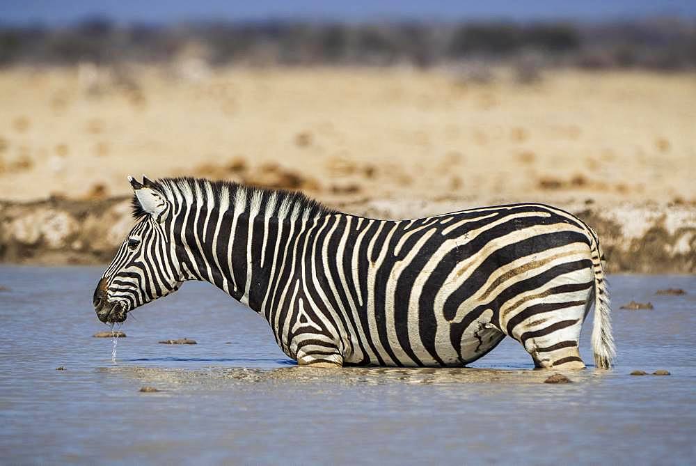 Burchell's Zebra (Equus quagga burchelli) stands in waterhole, Nxai Pan National Park, Ngamiland, Botswana, Africa