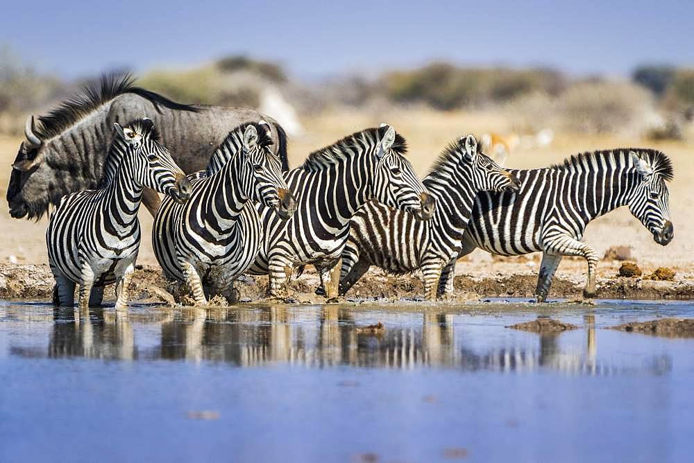 Burchell's Zebras (Equus quagga burchelli) at a waterhole, behind Blue wildebeest (Connochaetes taurinus), Nxai Pan National Park, Ngamiland, Botswana, Africa