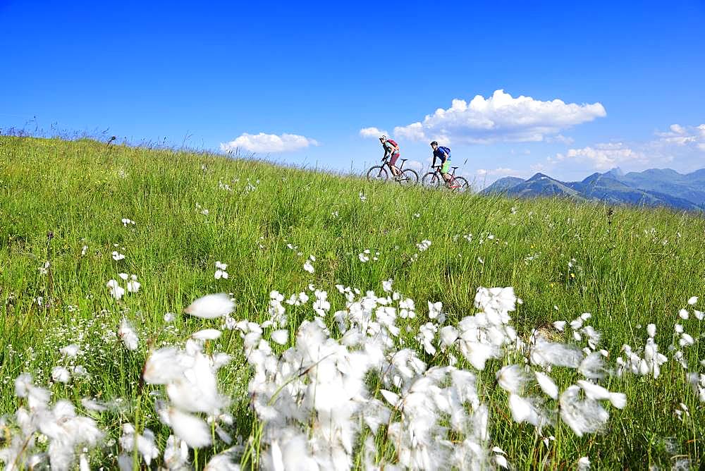 Mountain bikers on the south side of the Hohe Salve, Hopfgarten, Kitzbuehel Alps, Tyrol, Austria, Europe