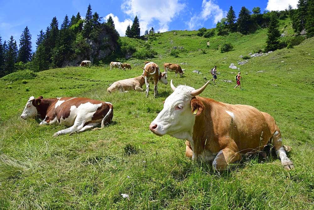 Hikers in the midst of a herd of cows on the ascent to the summit of the Geigelstein, Sachrang, Chiemgau, Upper Bavaria, Bavaria, Germany, Europe