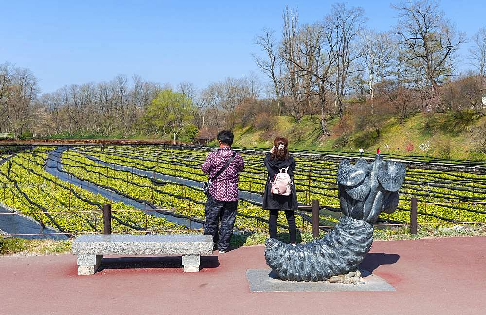 Tourists stand in front of field, Wasabi cultivation, Daio Wasabi Farm, Nagano, Japan, Asia