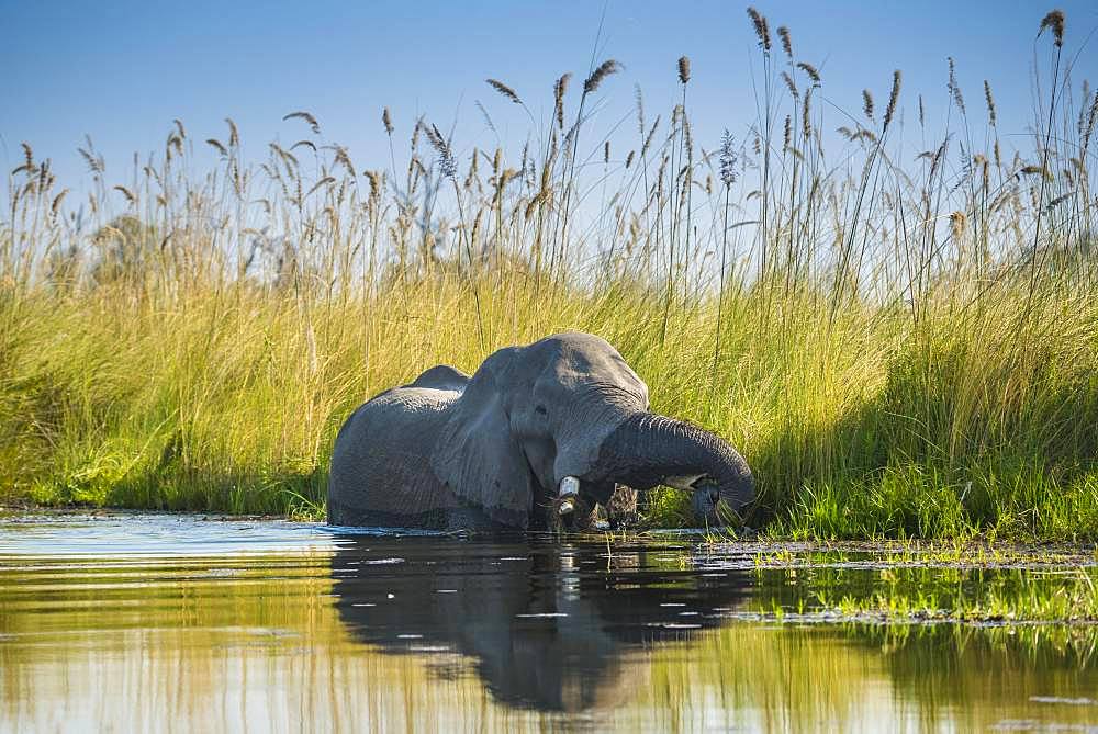 African elephant (Loxodonta africana), standing in the water and eating, Okavango Delta, Moremi Wildlife Reserve, Ngamiland, Botswana, Africa