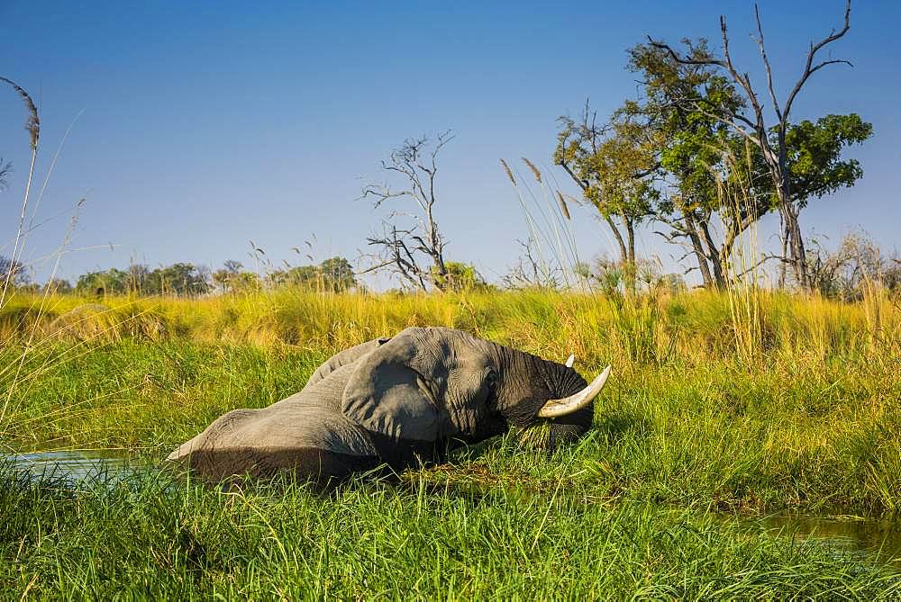 African elephant (Loxodonta africana), standing in the water and eating, swamp, Okavango Delta, Moremi Wildlife Reserve, Ngamiland, Botswana, Africa