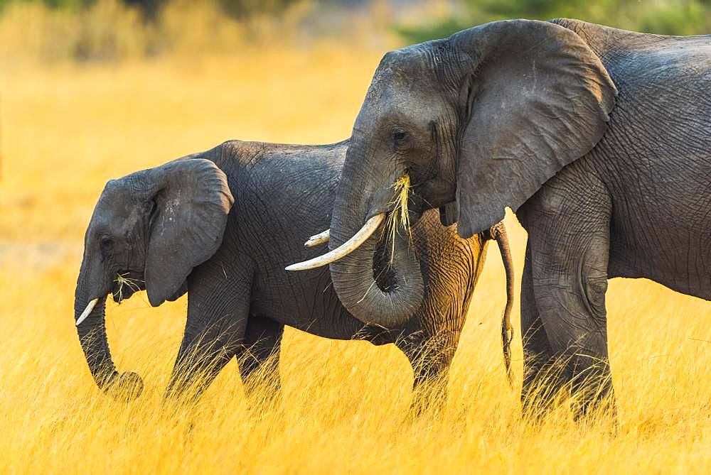 African elephants (Loxodonta africana), adult and juvenile feeding, Moremi Wildlife Reserve, Ngamiland, Botswana, Africa