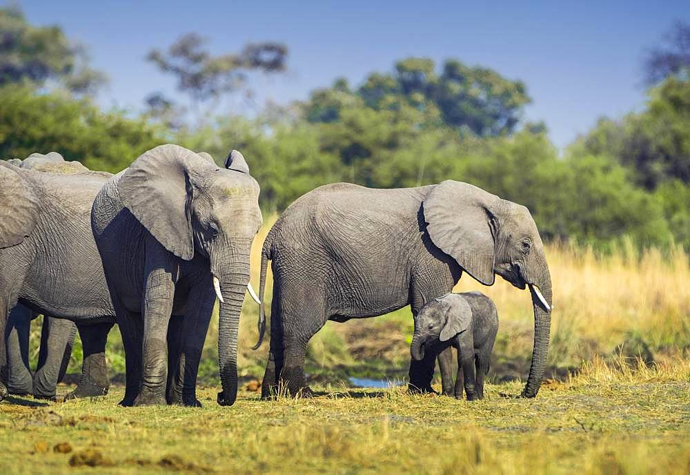 African elephants (Loxodonta africana), Herd with young animal at a waterhole, Moremi Wildlife Reserve, Ngamiland, Botswana, Africa