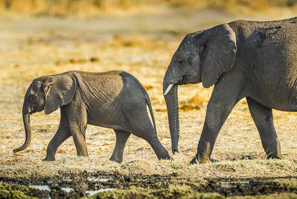 African elephants (Loxodonta africana), two young animals, ongoing, Moremi Wildlife Reserve, Ngamiland, Botswana, Africa