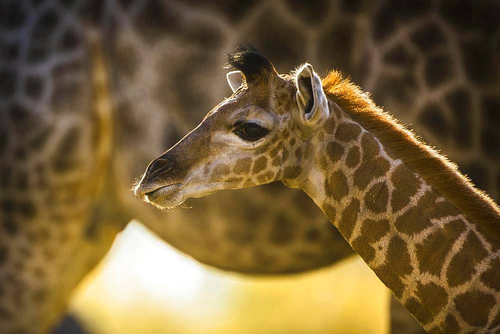 Angolan Giraffe (Giraffa camelopardalis angolensis), young animal, animal portrait, Moremi Wildlife Reserve, Ngamiland, Botswana, Africa