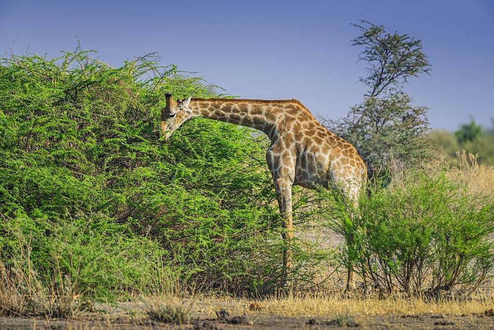 Angolan Giraffe (Giraffa camelopardalis angolensis) eating on a shrub, Moremi Wildlife Reserve, Ngamiland, Botswana, Africa