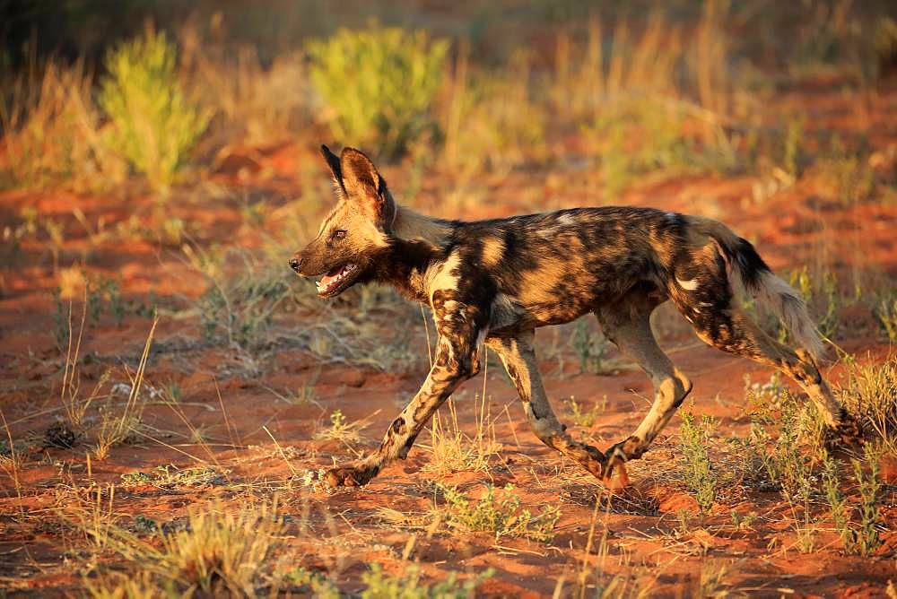 African wild dog (Lycaon pictus), adult, running, Tswalu Game Reserve, Kalahari, North Cape, South Africa, Africa