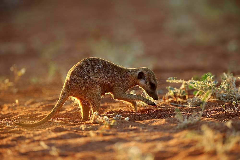 Meerkat (Suricata suricatta), adult, digging for food, foraging, Tswalu Game Reserve, Kalahari, North Cape, South Africa, Africa