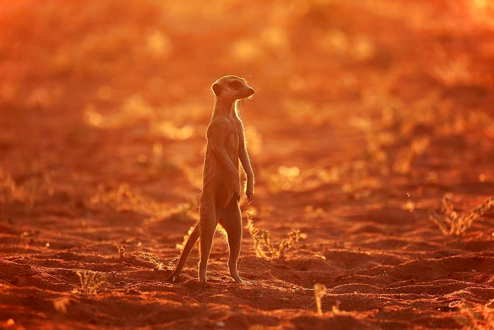 Meerkat (Suricata suricatta), adult standing upright, vigilant, backlight, Tswalu Game Reserve, Kalahari, North Cape, South Africa, Africa