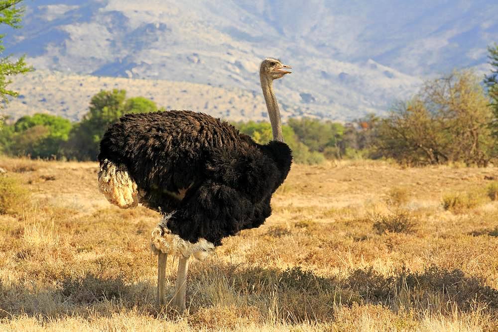 South African Ostrich (Struthio camelus australis), adult, male, Mountain Zebra National Park, Eastern Cape, South Africa, Africa