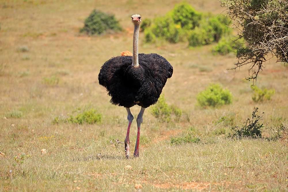 South African Ostrich (Struthio camelus australis), adult, male, running, Mountain Zebra National Park, Eastern Cape, South Africa, Africa