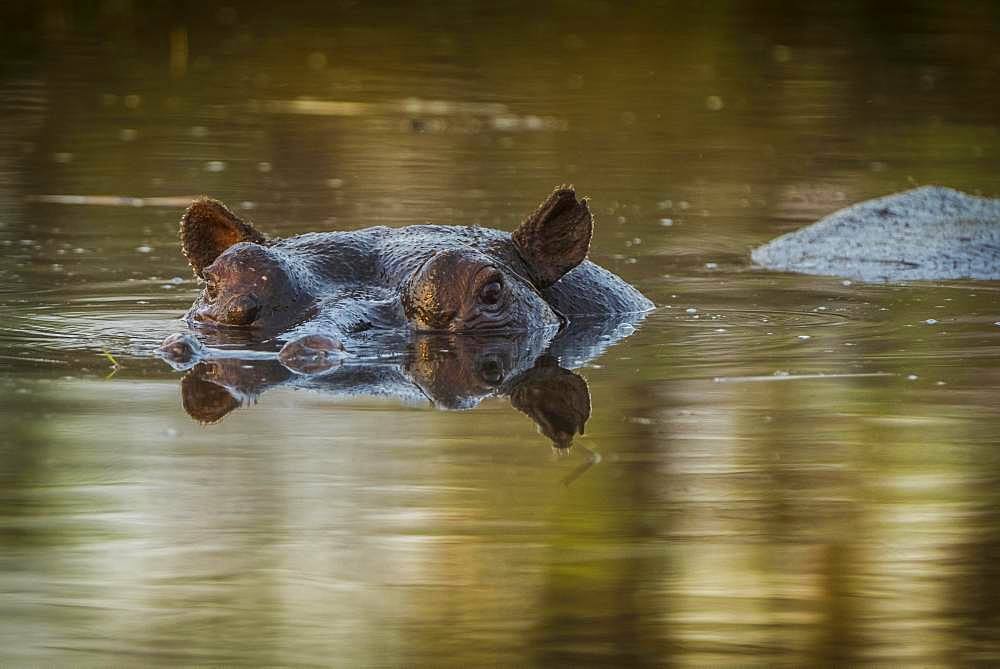 Hippo (Hippopotamus amphibius), located in shallow water, Moremi Wildlife Reserve, Ngamiland, Botswana, Africa